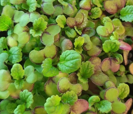 Микрозелень камацуны XXL